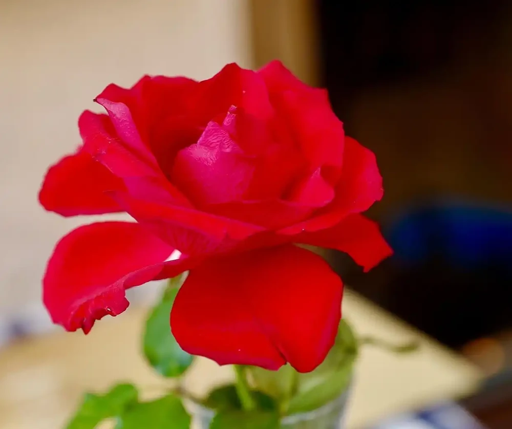 玫瑰花放在水裡可以活多久
