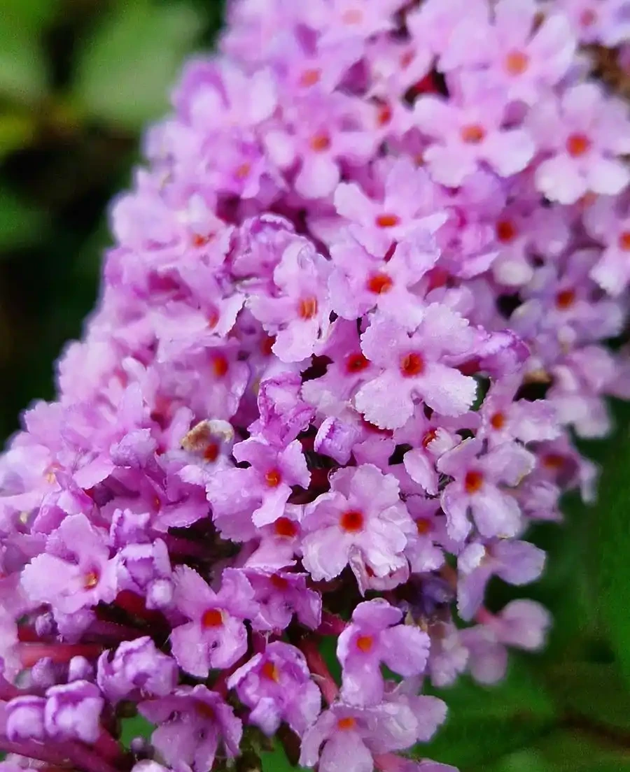 花離開水能活幾小時