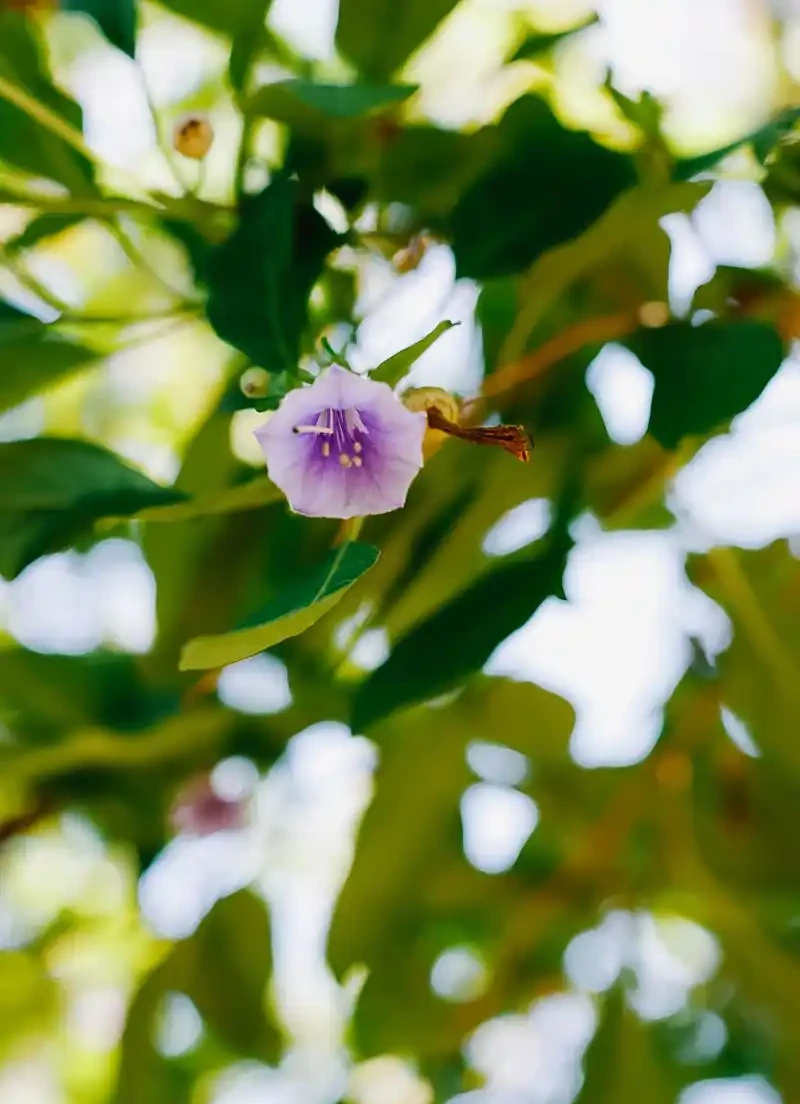 花離開水能活幾小時