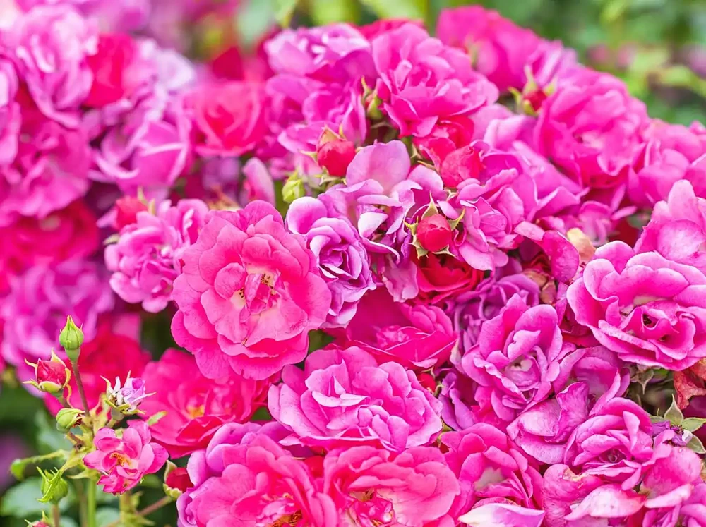 花離開水能活幾小時