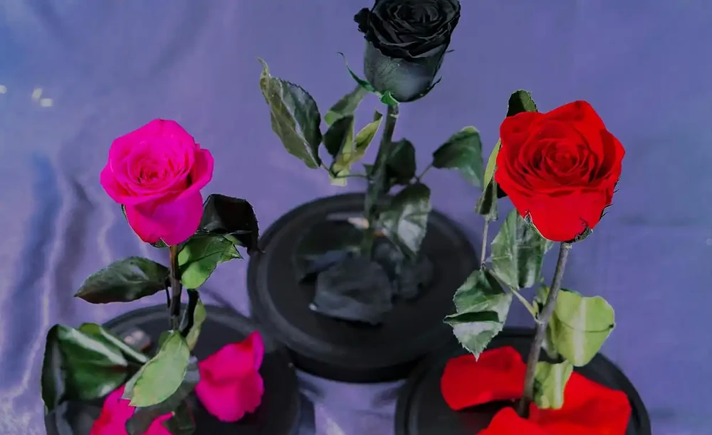 玫瑰花放在水裡可以活多久