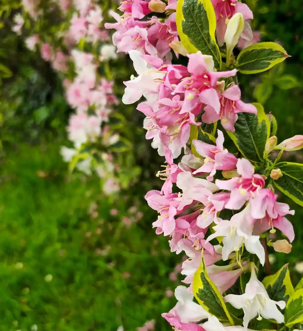 花離開水能活幾小時