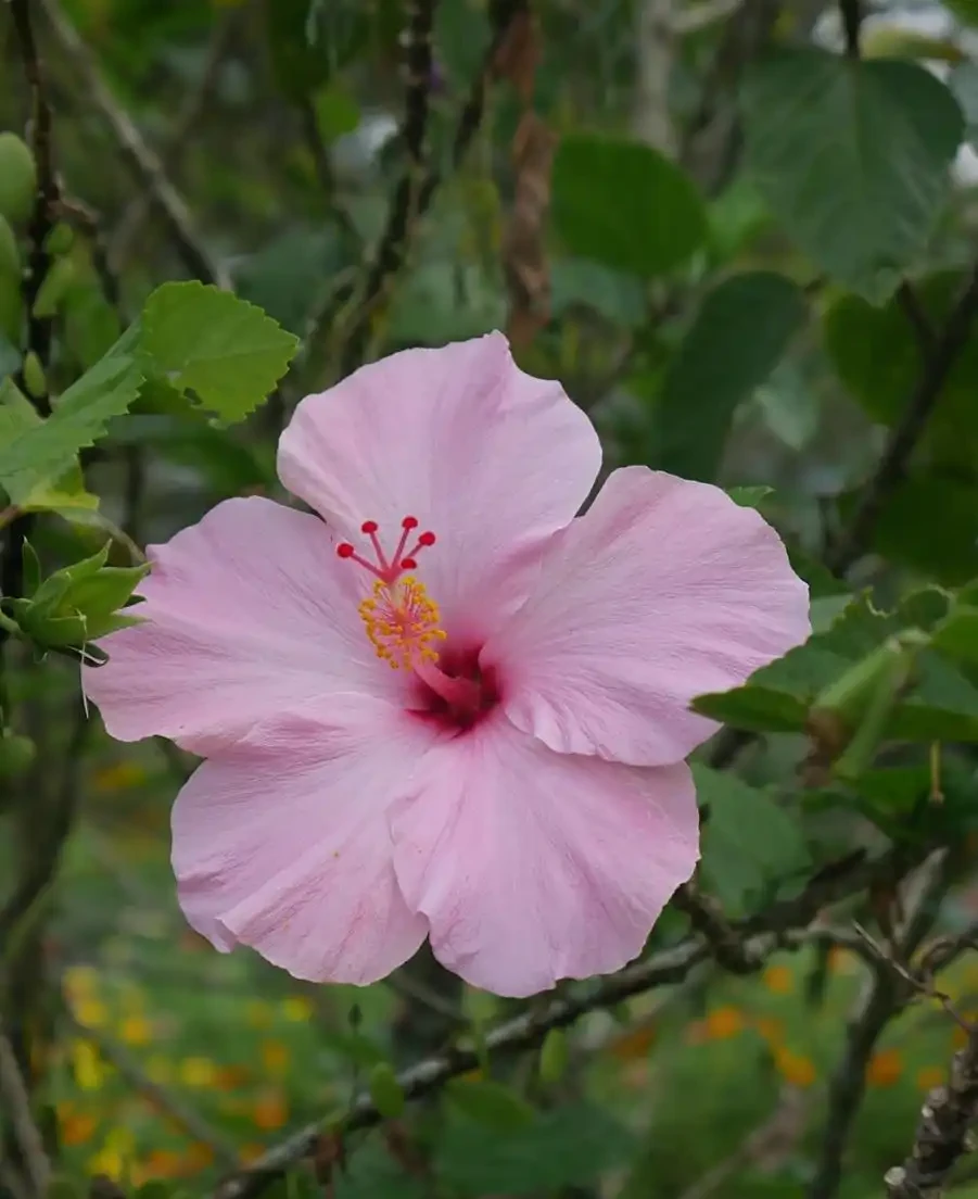 花離開水能活幾小時