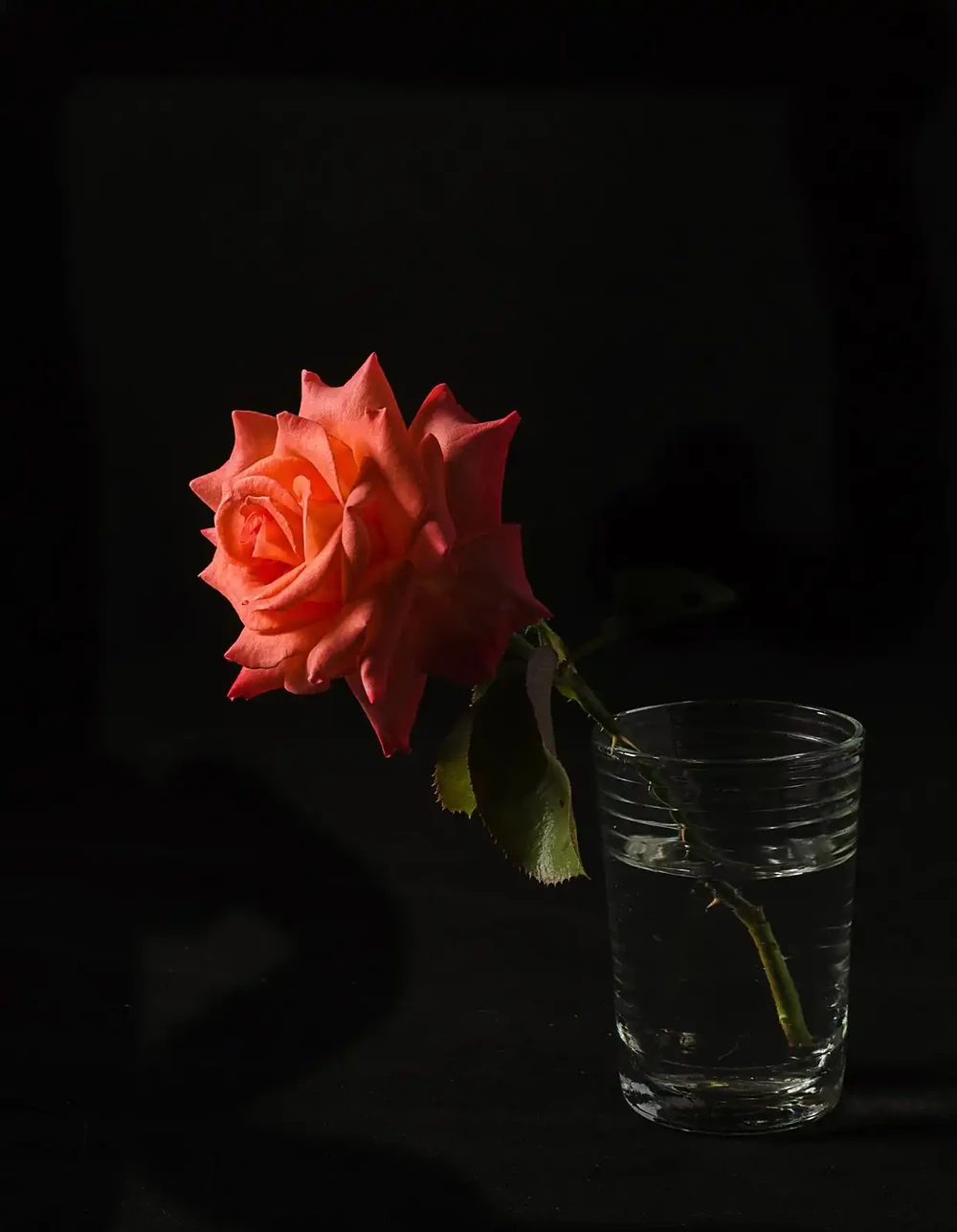 玫瑰花放在水裡可以活多久
