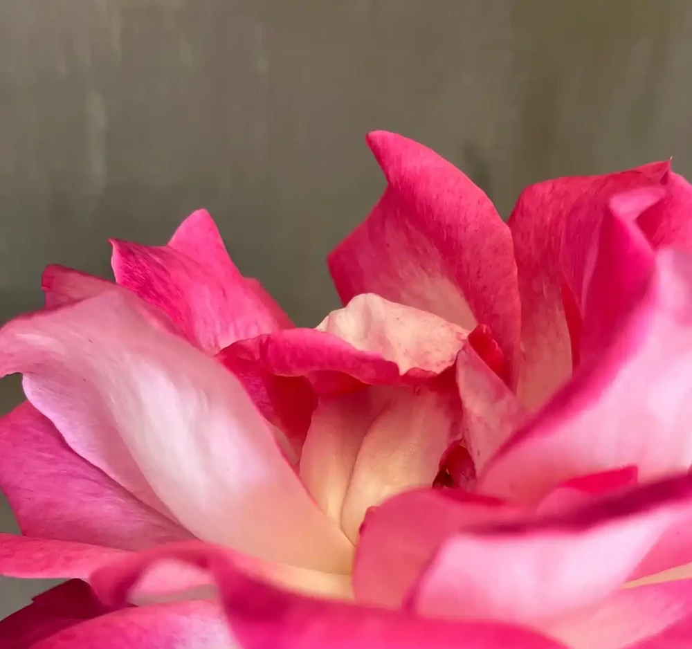 花離開水能活幾小時