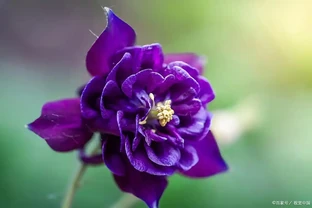 花離開水能活幾小時