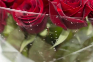 玫瑰花放在水裡可以活多久