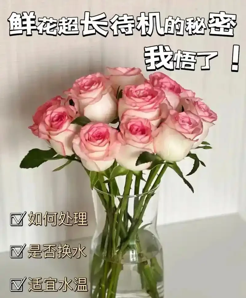 玫瑰花放在水裡可以活多長時間