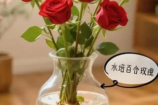 玫瑰花放在水裡可以活多長時間