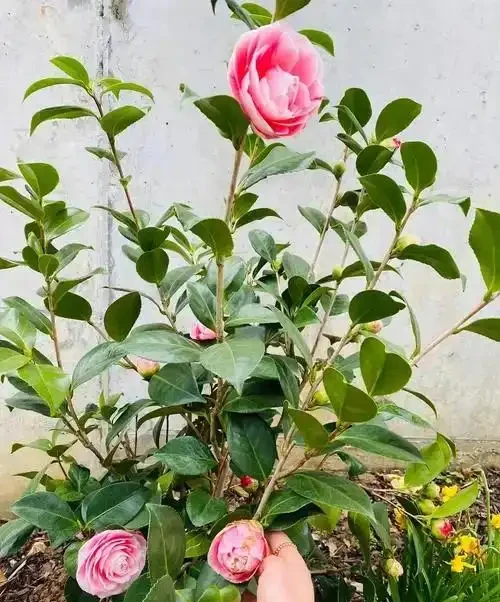 茶花澆水全攻略：四季有別，科學控水促繁花