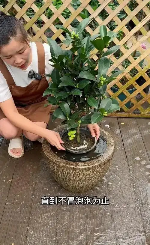 茶花澆水全攻略：四季有別，科學控水促繁花