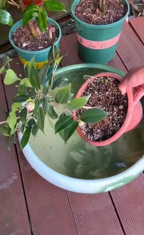 茶花澆水全攻略：四季有別，科學控水促繁花