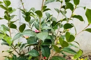 茶花澆水全攻略：四季有別，科學控水促繁花