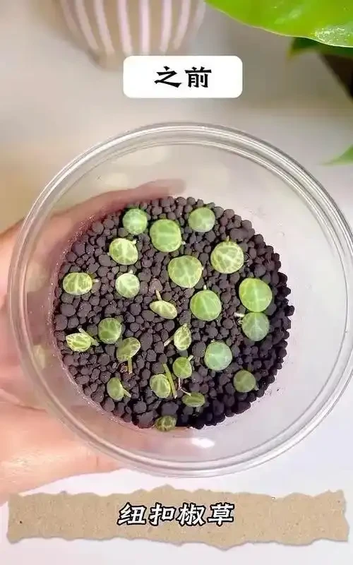 適合衛生間的6種花，耐陰又好看，好養又皮實，提升幸福感！