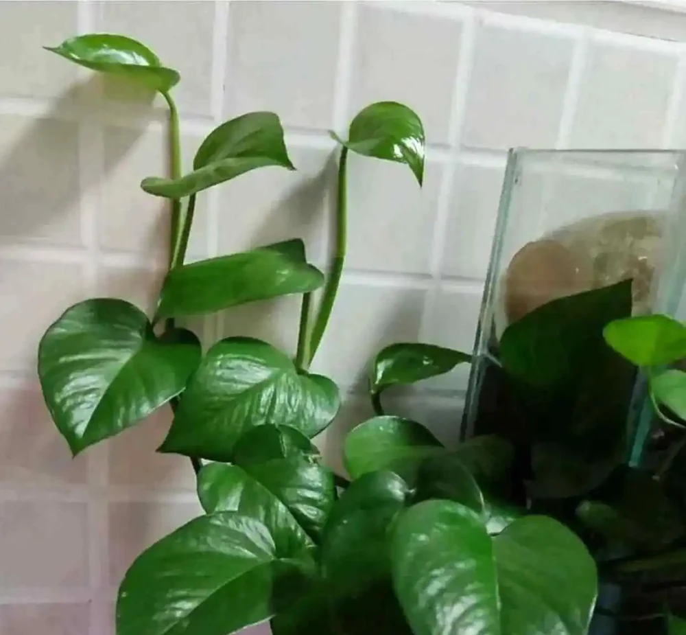 適合衛生間的6種花，耐陰又好看，好養又皮實，提升幸福感！