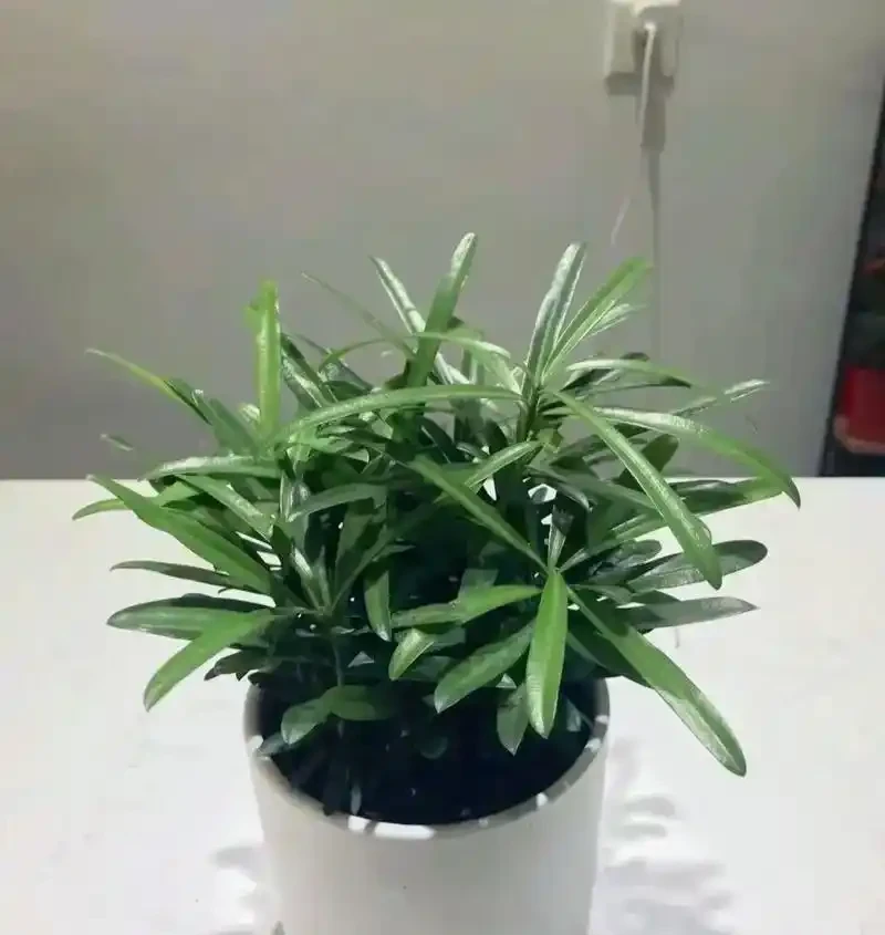 適合衛生間的6種花，耐陰又好看，好養又皮實，提升幸福感！