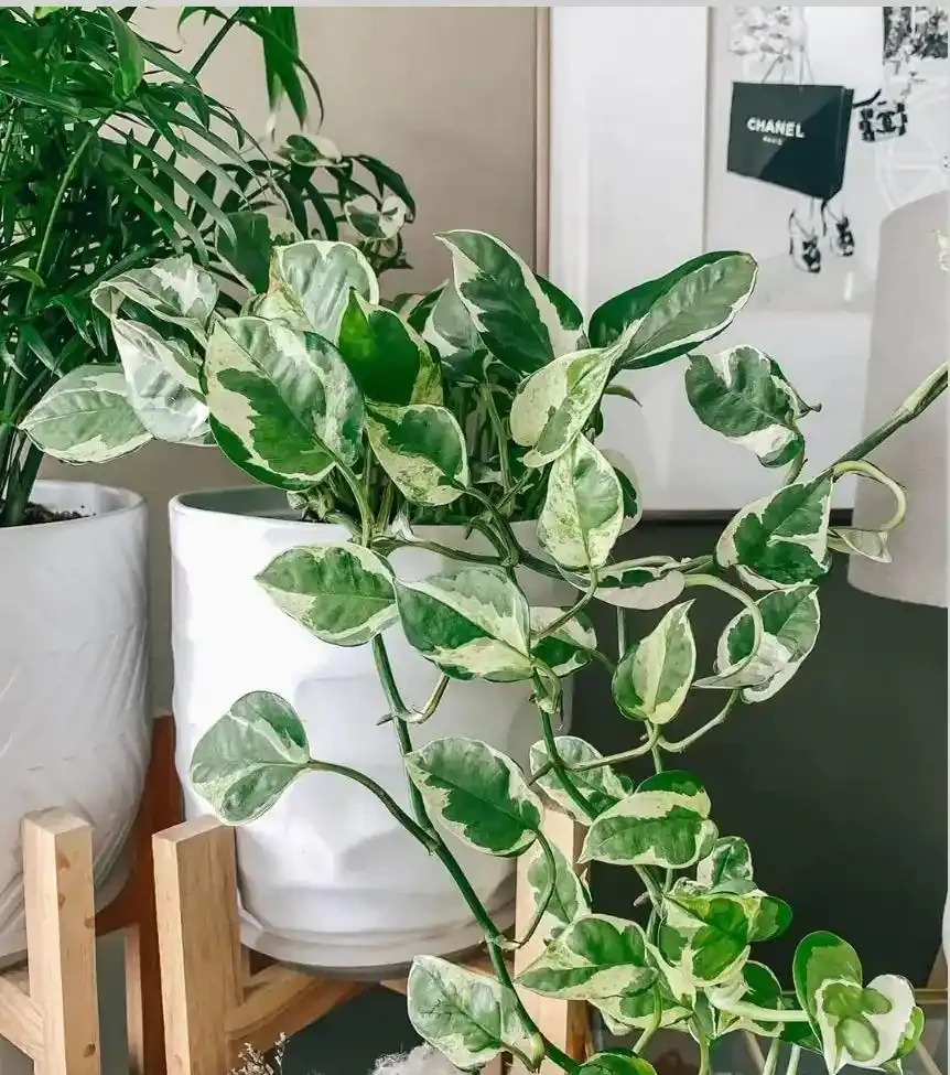 適合衛生間的6種花，耐陰又好看，好養又皮實，提升幸福感！