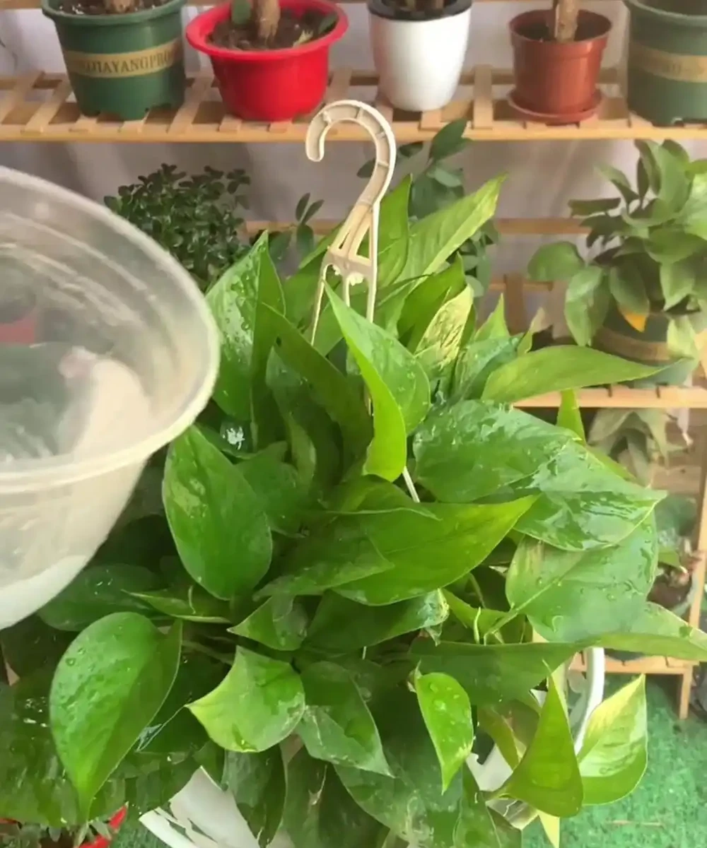 適合衛生間的6種花，耐陰又好看，好養又皮實，提升幸福感！