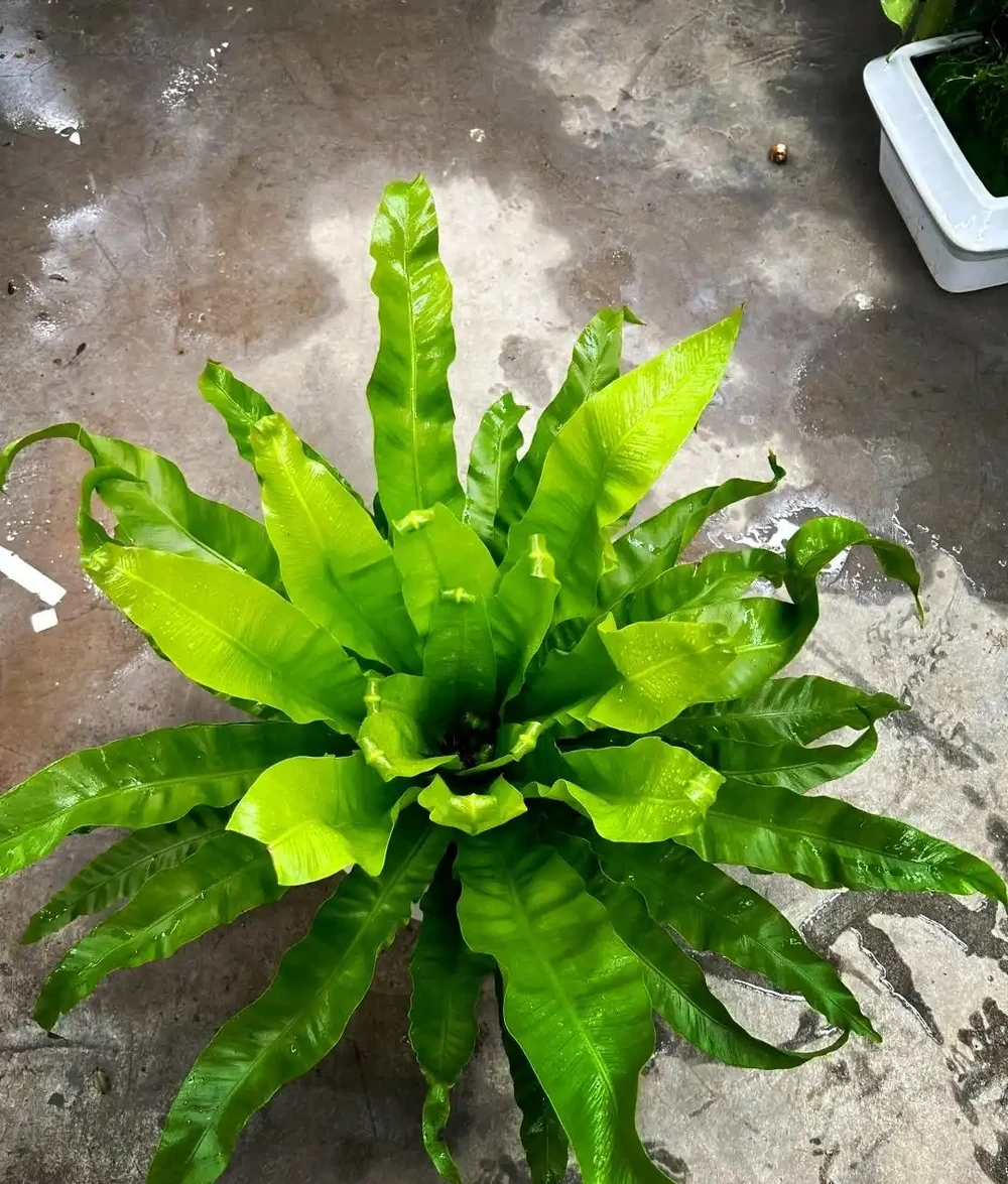 適合衛生間的6種花，耐陰又好看，好養又皮實，提升幸福感！