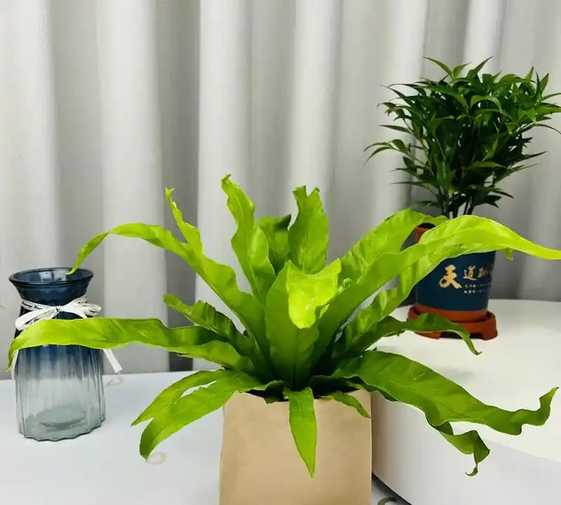 適合衛生間的6種花，耐陰又好看，好養又皮實，提升幸福感！