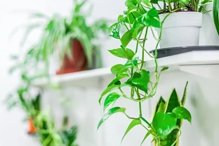 適合衛生間的6種花，耐陰又好看，好養又皮實，提升幸福感！