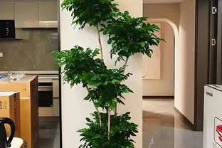 一盆幸福樹，讓家瞬間煥發自然生機