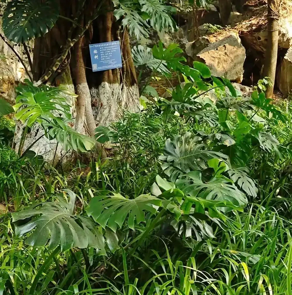 廣東天橋下的龜背芋,沒人管,長得都很旺盛,這是為什麼?