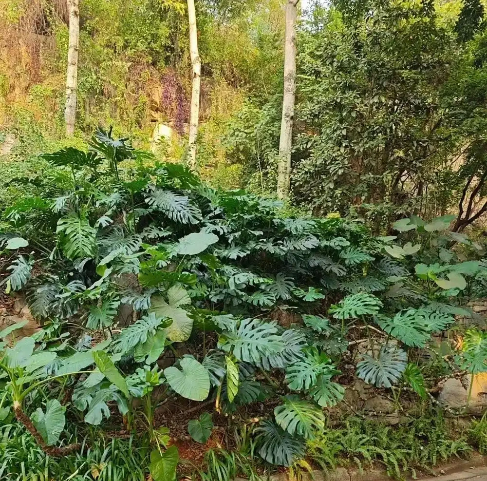 廣東天橋下的龜背芋,沒人管,長得都很旺盛,這是為什麼?