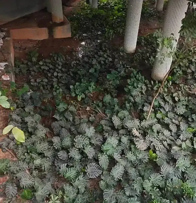 廣東天橋下的龜背芋,沒人管,長得都很旺盛,這是為什麼?