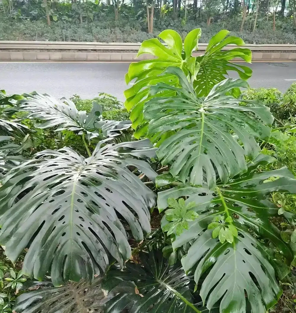廣東天橋下的龜背芋,沒人管,長得都很旺盛,這是為什麼?