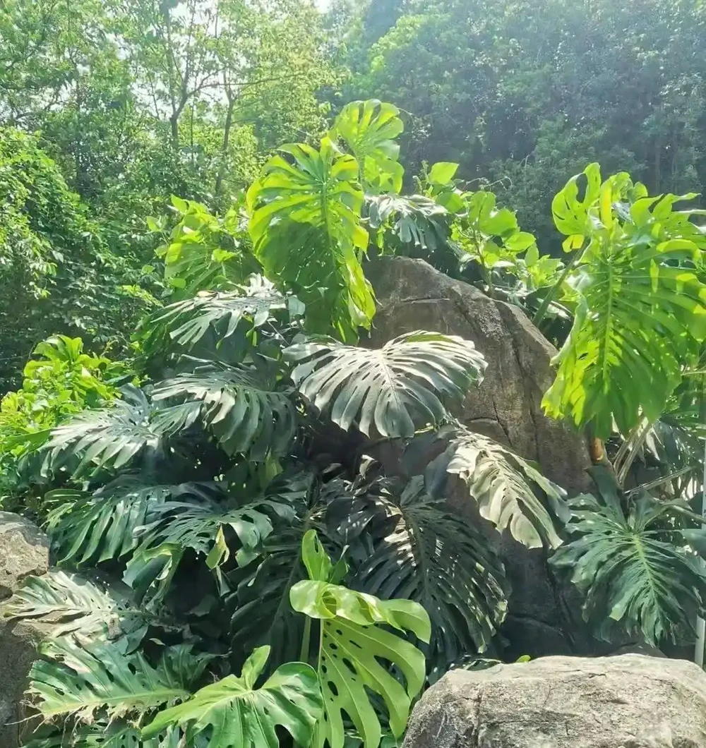 廣東天橋下的龜背芋,沒人管,長得都很旺盛,這是為什麼?