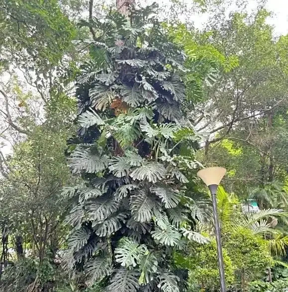 廣東天橋下的龜背芋,沒人管,長得都很旺盛,這是為什麼?