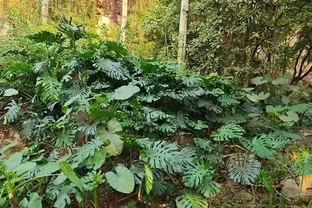 廣東天橋下的龜背芋，沒人管，長得都很旺盛，這是為什麼？