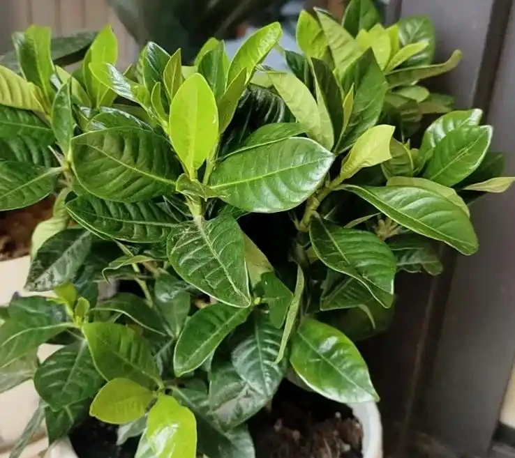梔子花能用磷酸二氫鉀嗎?學會 3 個用法,開花多、葉子綠到發光!