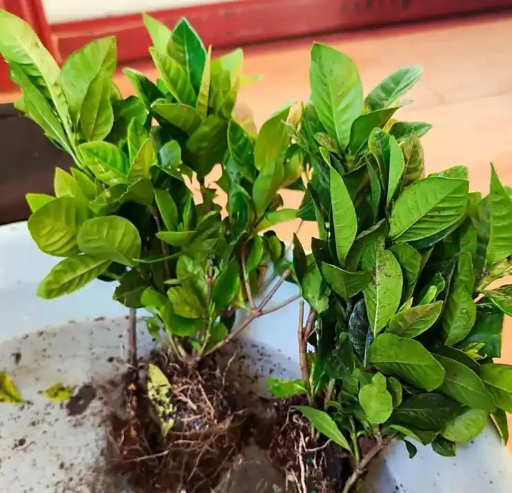 梔子花能用磷酸二氫鉀嗎?學會 3 個用法,開花多、葉子綠到發光!
