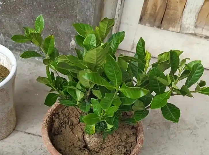 梔子花能用磷酸二氫鉀嗎?學會 3 個用法,開花多、葉子綠到發光!