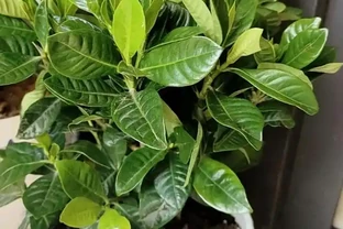梔子花能用磷酸二氫鉀嗎？學會 3 個用法，開花多、葉子綠到發光！