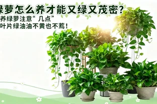 黃金葛怎麼養才能又綠又茂密？養黃金葛注意「幾點」，葉片綠油油不黃也不蔫！