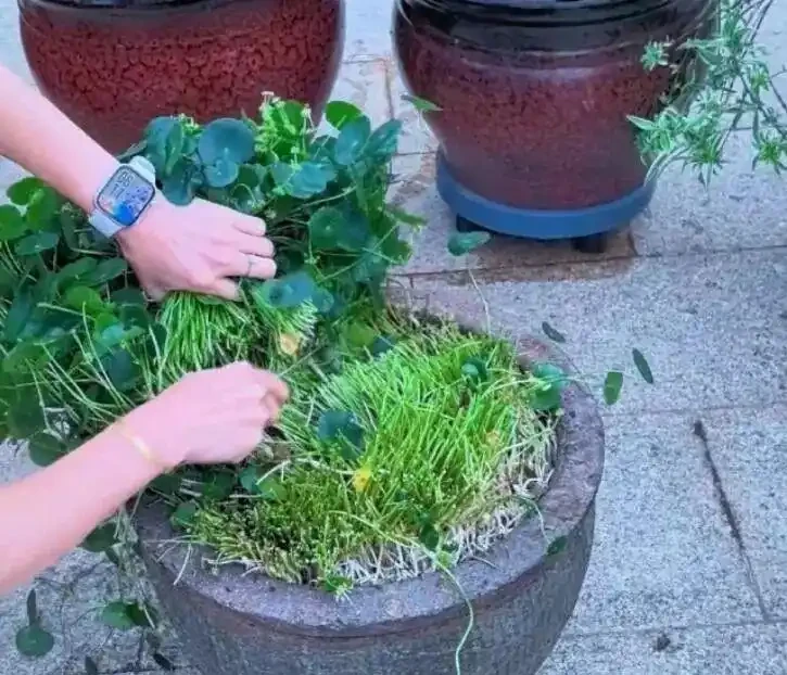 養了9年的銅錢草,堪比「小樹苗」,葉子比錢還大,太牛了!