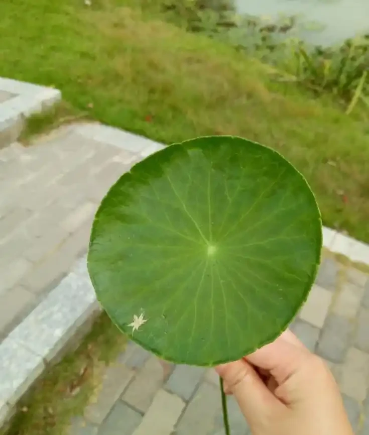 養了9年的銅錢草,堪比「小樹苗」,葉子比錢還大,太牛了!