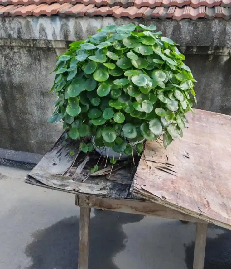 養了9年的銅錢草,堪比「小樹苗」,葉子比錢還大,太牛了!