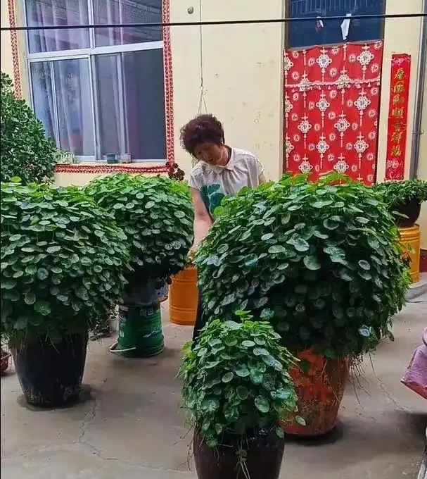 養了9年的銅錢草,堪比「小樹苗」,葉子比錢還大,太牛了!