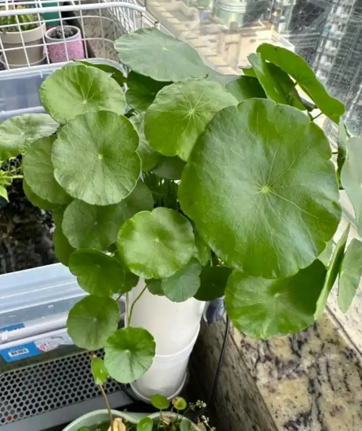 養了9年的銅錢草,堪比「小樹苗」,葉子比錢還大,太牛了!