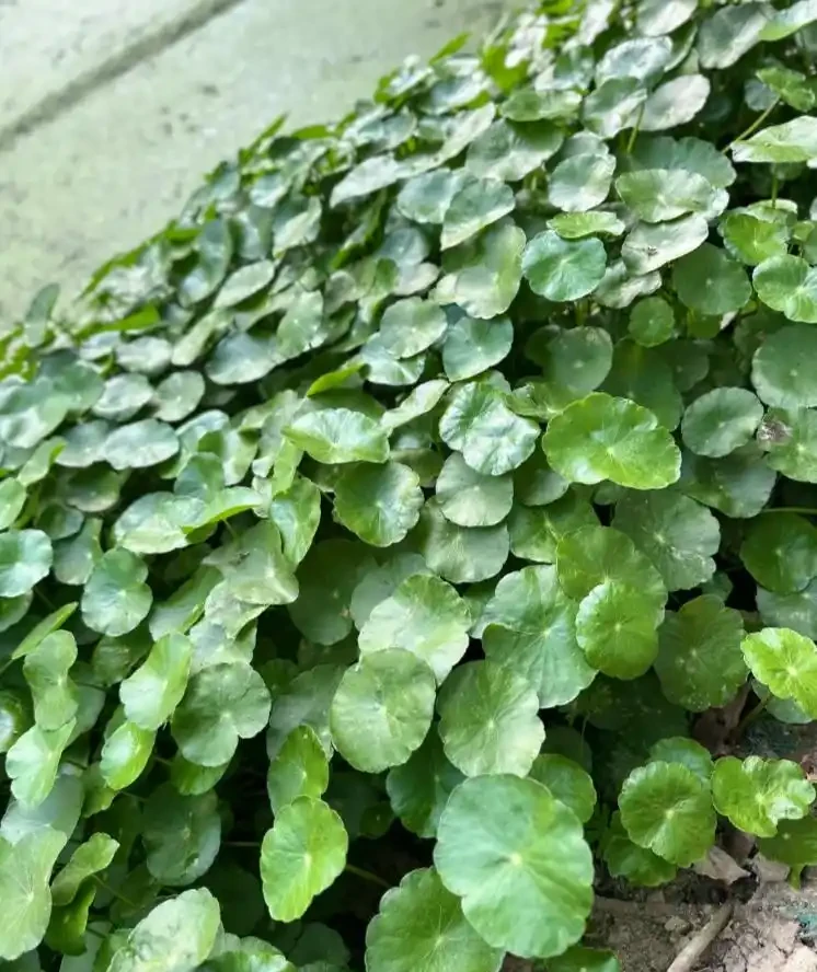 養了9年的銅錢草,堪比「小樹苗」,葉子比錢還大,太牛了!
