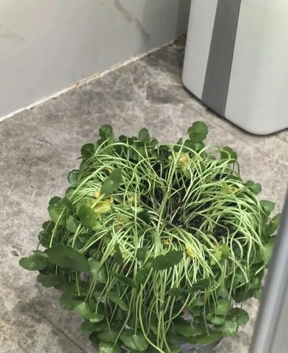 養了9年的銅錢草,堪比「小樹苗」,葉子比錢還大,太牛了!