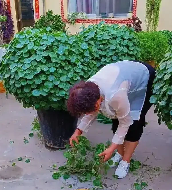 養了9年的銅錢草,堪比「小樹苗」,葉子比錢還大,太牛了!
