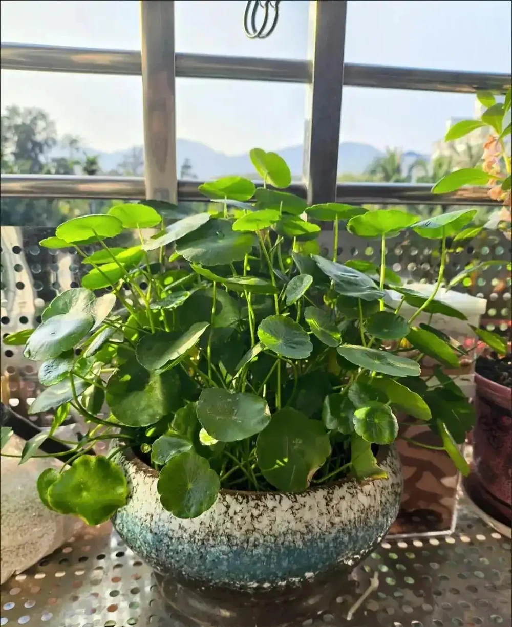 養了9年的銅錢草,堪比「小樹苗」,葉子比錢還大,太牛了!