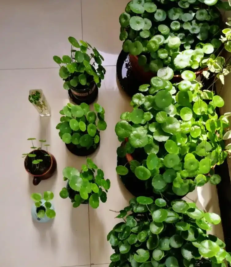 養了9年的銅錢草,堪比「小樹苗」,葉子比錢還大,太牛了!