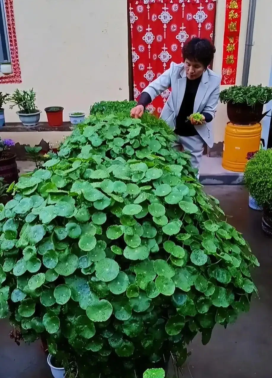養了9年的銅錢草,堪比「小樹苗」,葉子比錢還大,太牛了!
