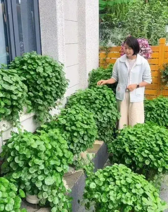 養了9年的銅錢草,堪比「小樹苗」,葉子比錢還大,太牛了!